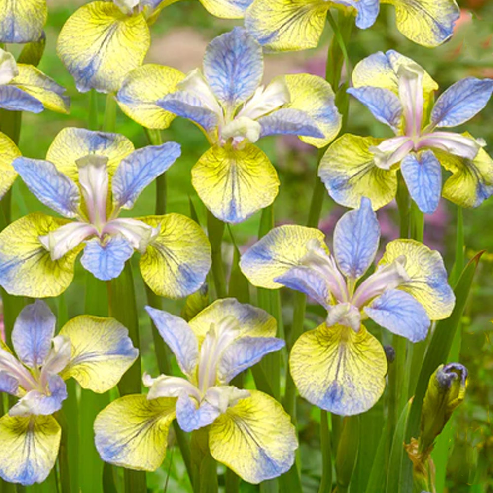 Iris siberica – Peacock Tipped In Blue Siberian Iris