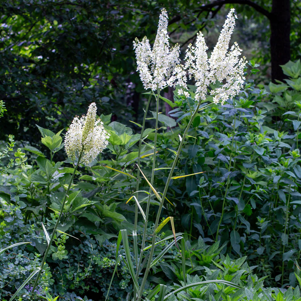 Melanthium virginicum – Bunchflower