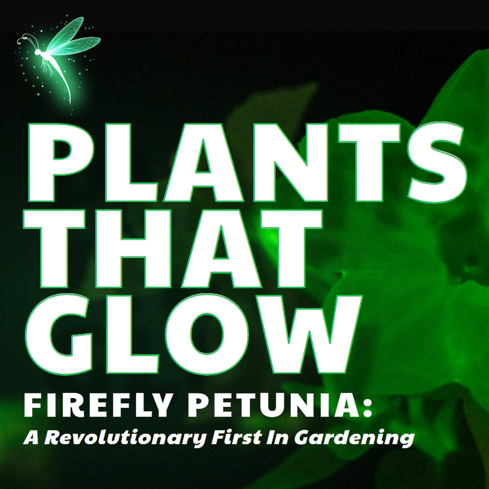 Firefly Petunia – Glow In The Dark Petunia