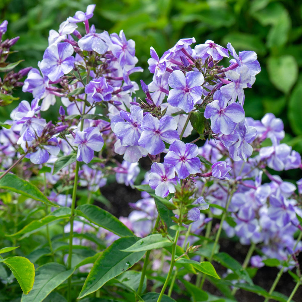 Phlox paniculata – Gzhel Garden Phlox