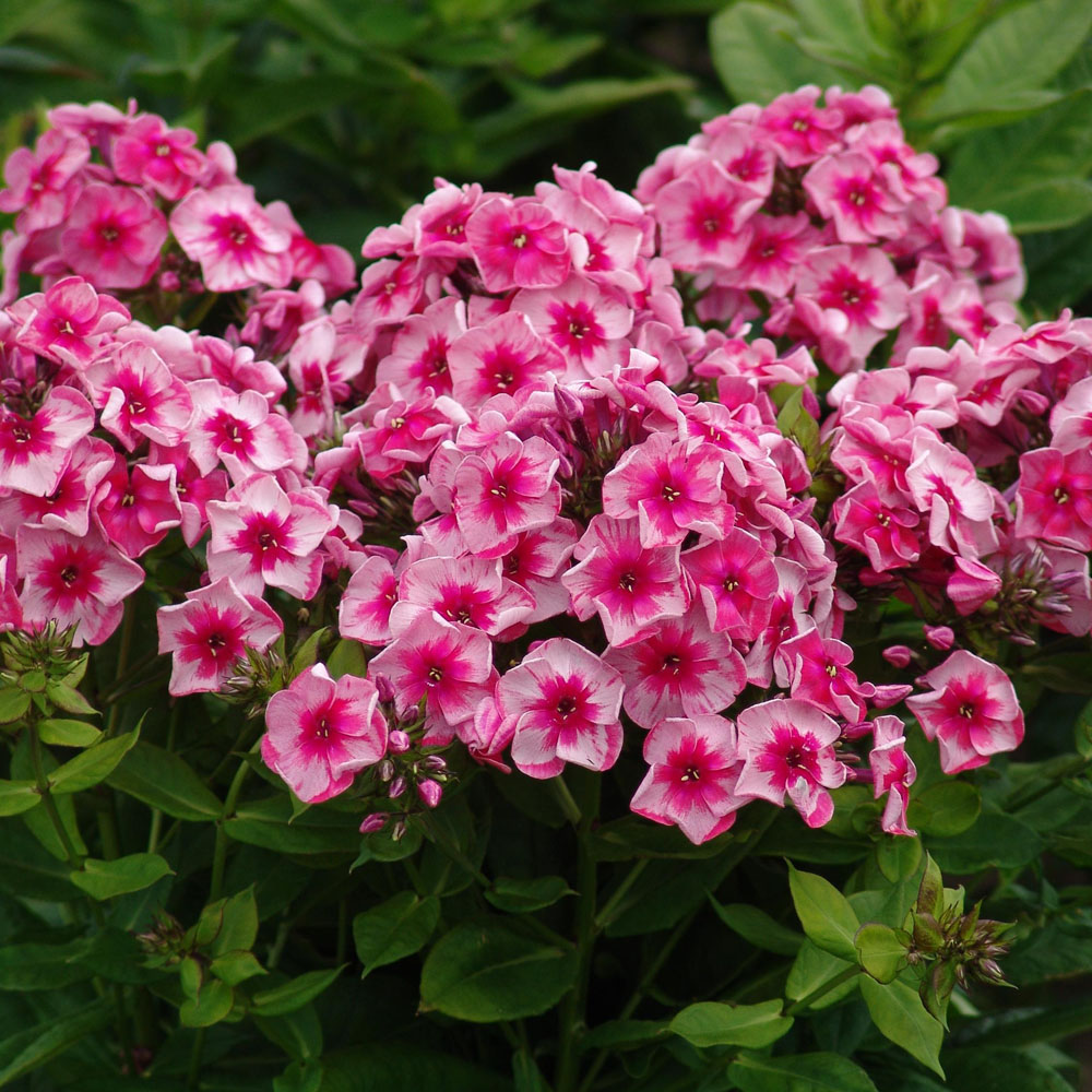 Phlox paniculata – Stars and Stripes Garden Phlox