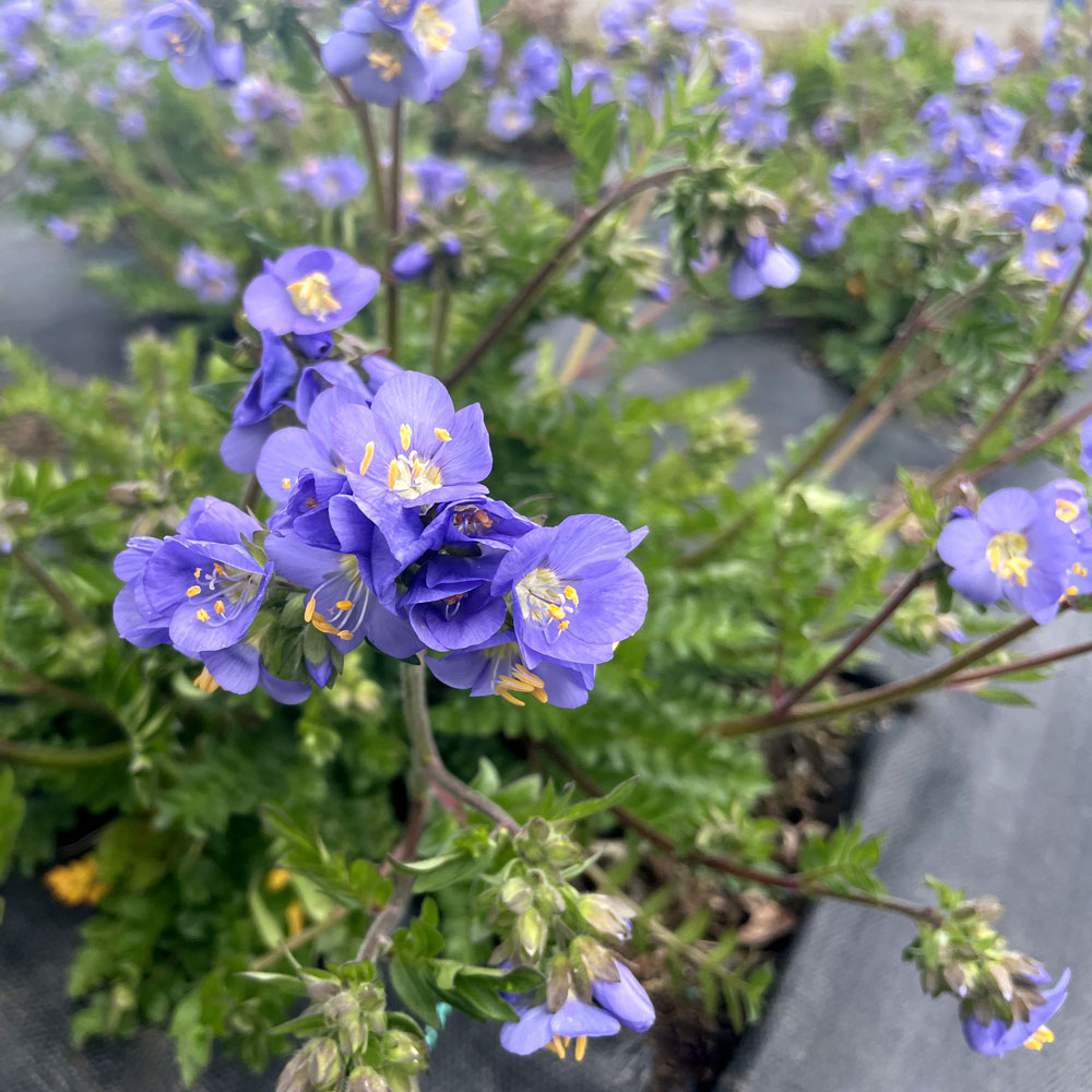 Polemonium – Hurricane Ridge Jacob’s Ladder