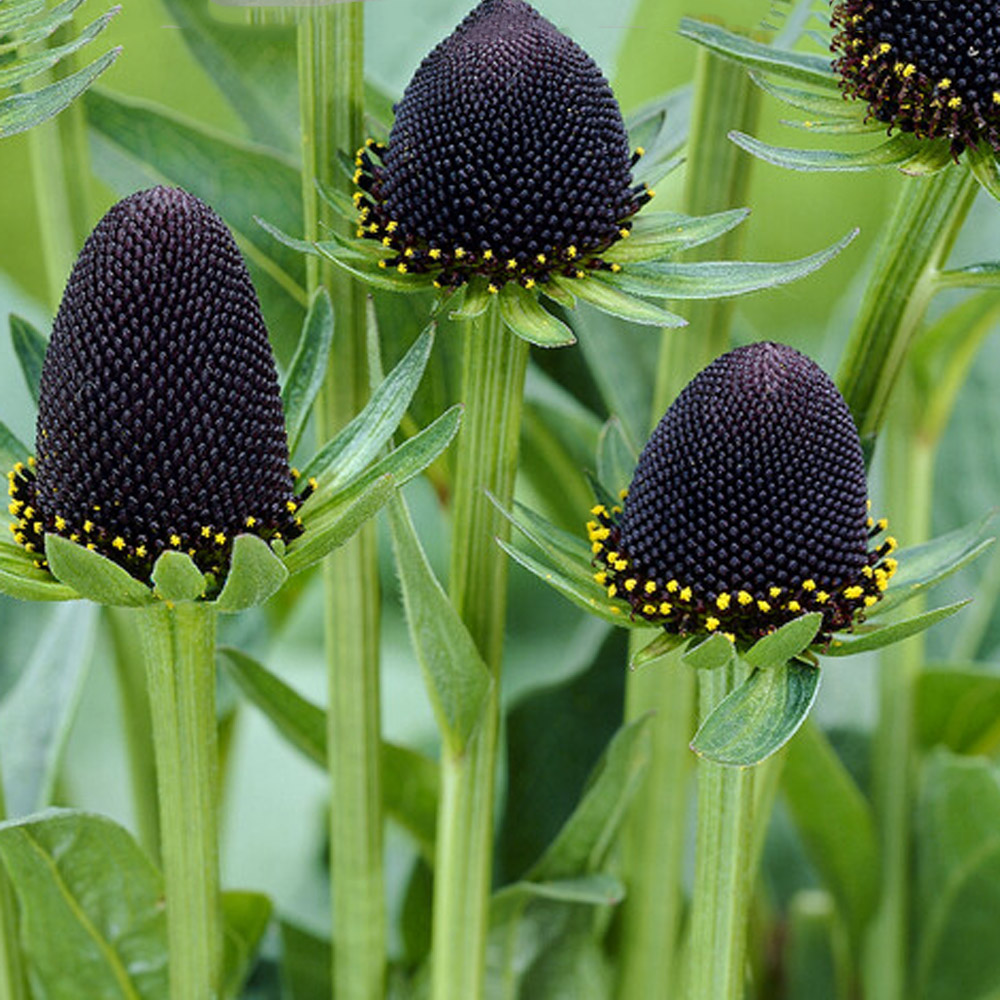 Rudbeckia occidentalis – Black Beauty Western Coneflower