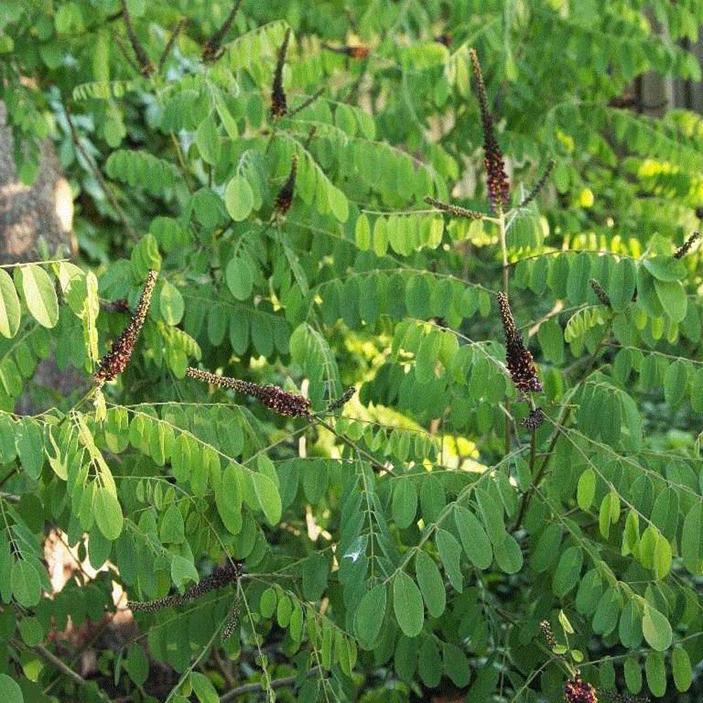 Amorpha fruticosa – False Indigo Bush