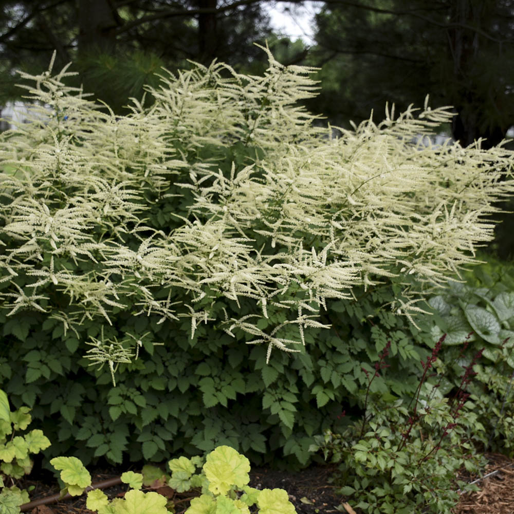 Aruncus – Misty Lace Goat’s Beard