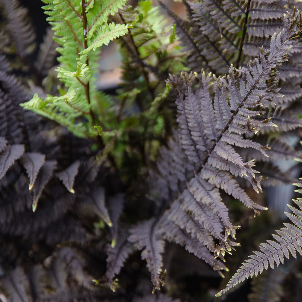 Athyrium – Aubergine Lady Fern – Darkest fern available