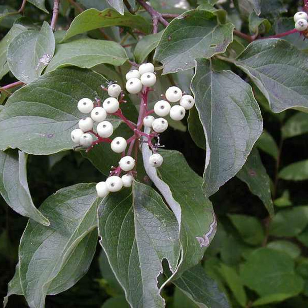 Cornus racemosa – Gray Dogwood