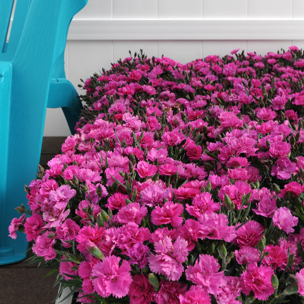 Dianthus – Everlast Orchid Carnation