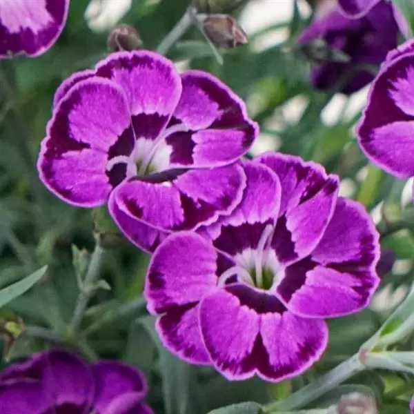 Dianthus – Everlast Violet-Blue Carnation