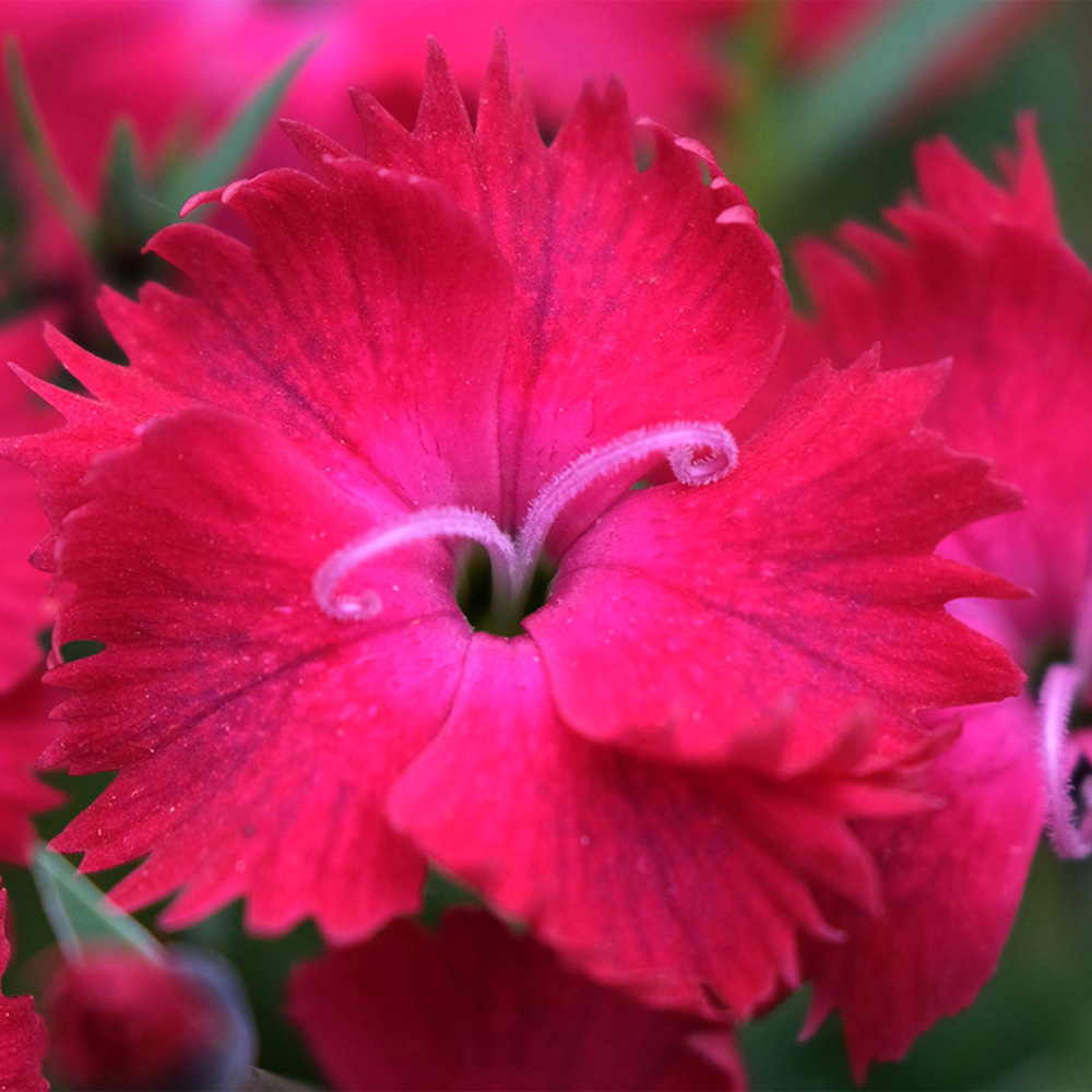 Dianthus – Vivid Cherry Charms Border Carnation