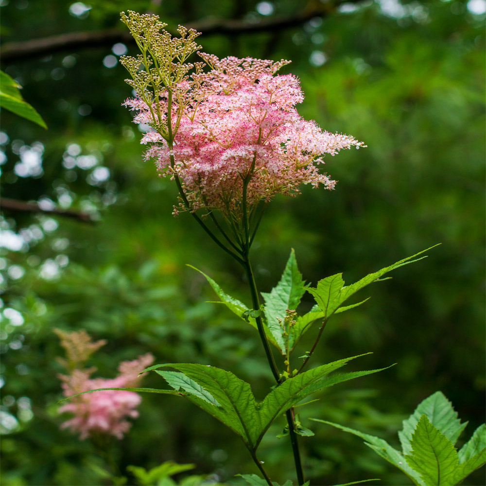 Filipendula rubra – Queen Of The Prairie