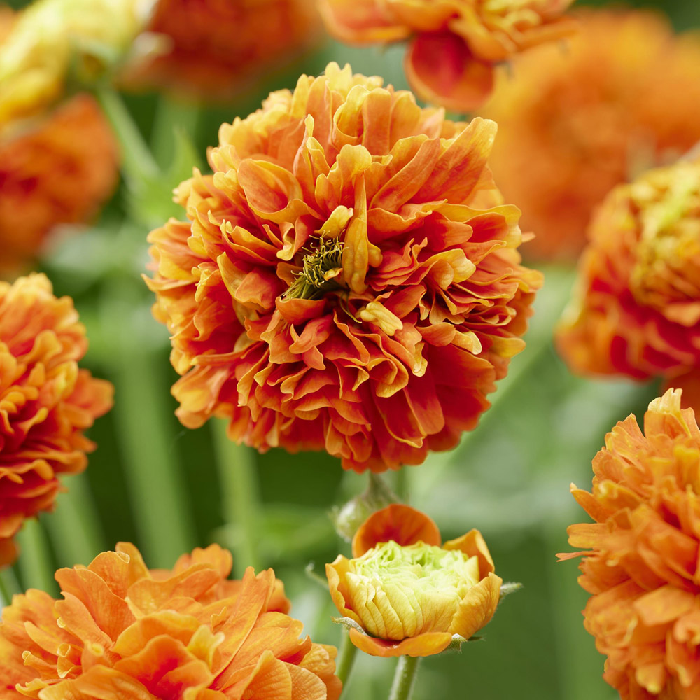 Geum – Pumpkin Orange Avens