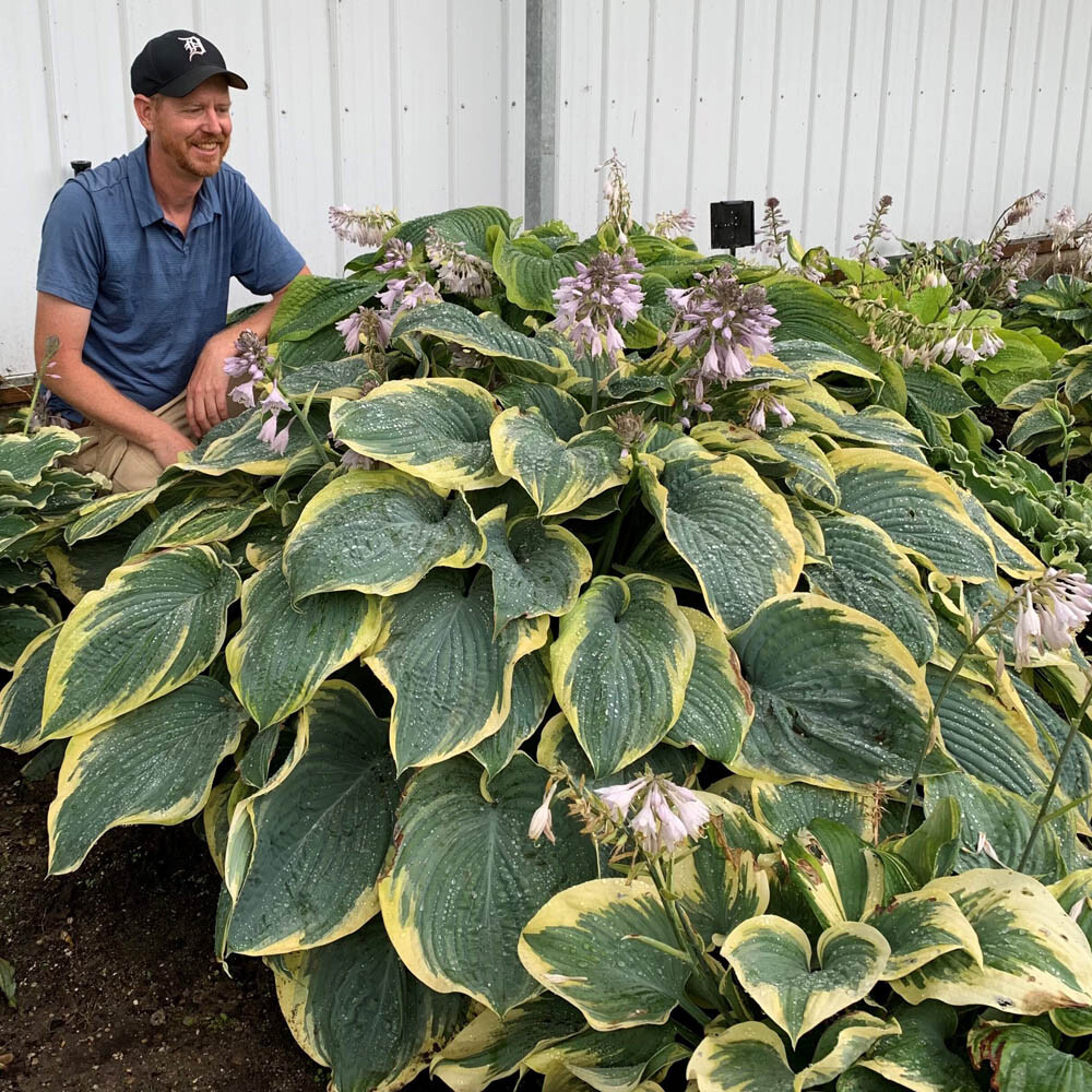 Hosta - Sugar Creek Gardens