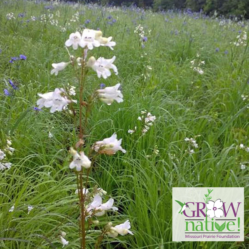 Penstemon pallidus – Pale Beardtongue