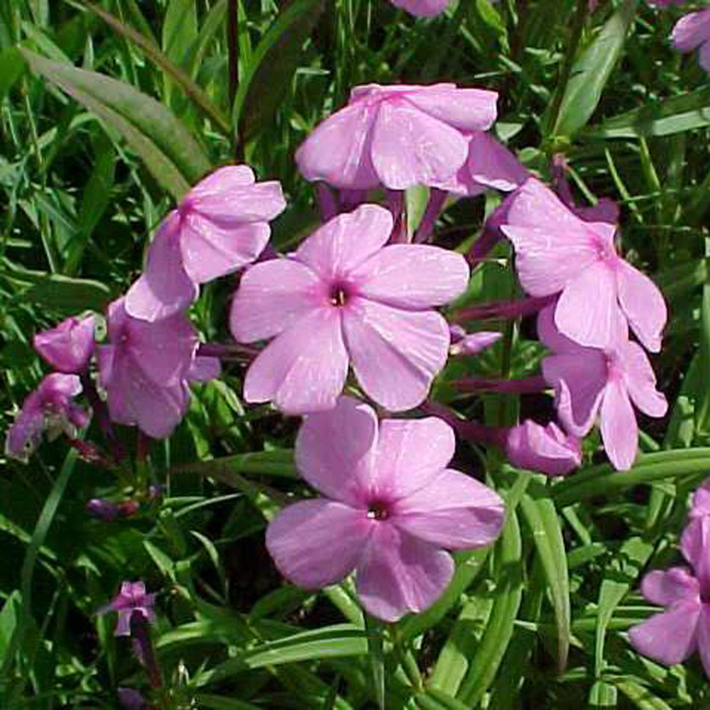 Phlox glaberrima – Smooth Phlox