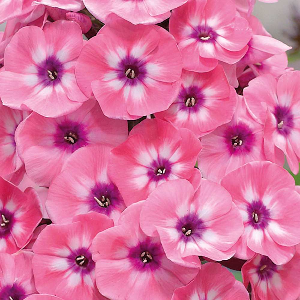 Phlox paniculata – Larissa Russian Lady Garden Phlox