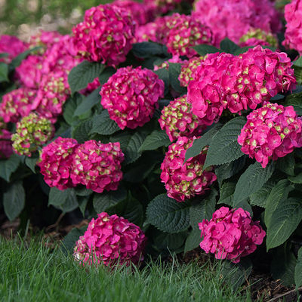 ♡aromantic hydrangea♡ ♡aromantic hydrangea♡ FlowerFull® Smooth Hydrangea | First
