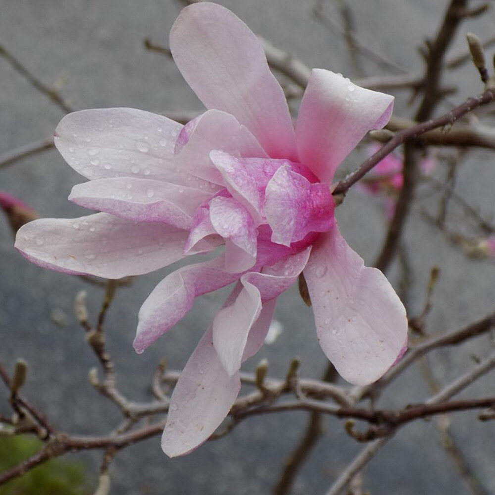 Magnolia Leonard Messel - Sugar Creek Gardens Sugar Creek Gardens