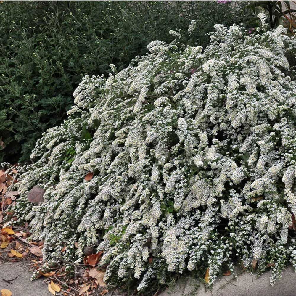 Aster Bridal Veil - Sugar Creek Gardens Sugar Creek Gardens