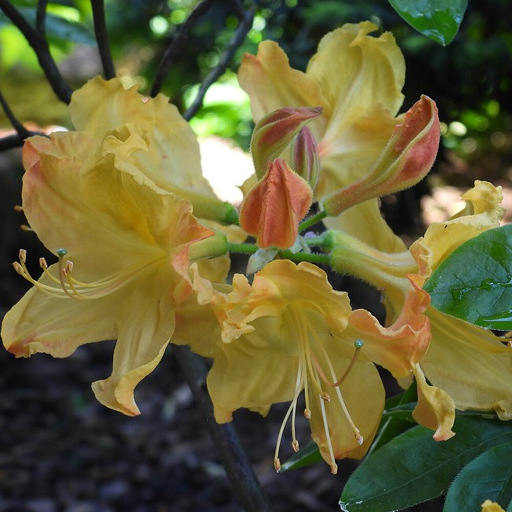 Azalea - Golden Lights Deciduous Azalea - Sugar Creek Gardens