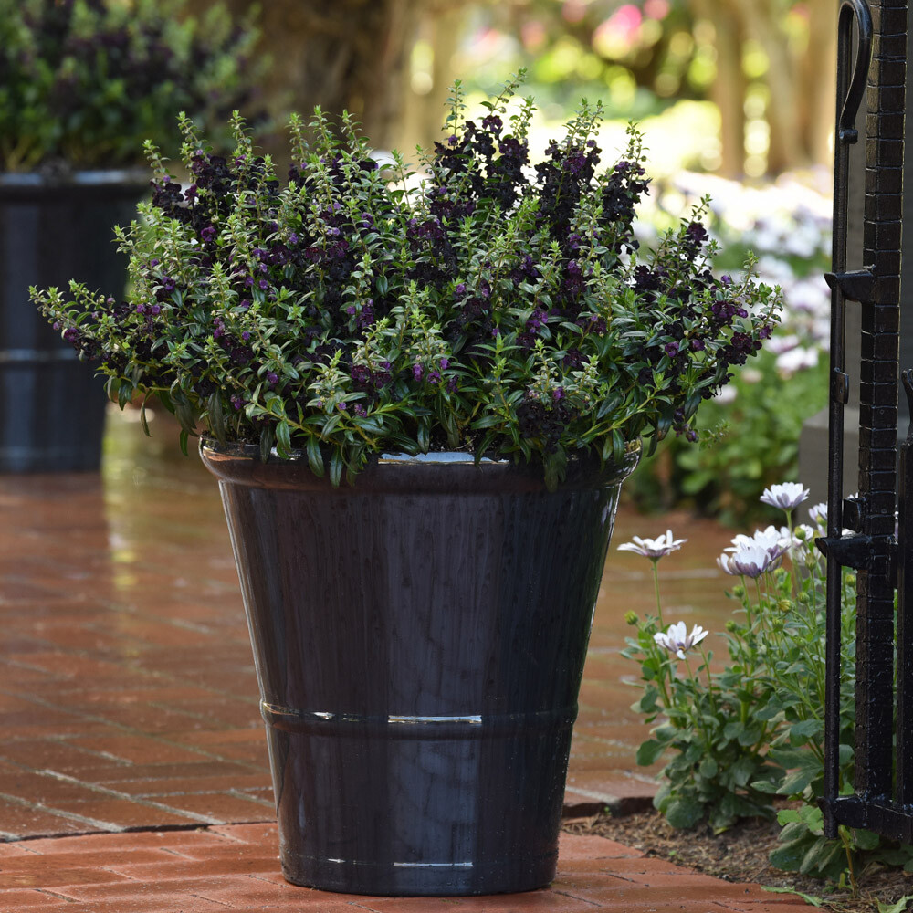 Angelonia-Angelflare-Black-