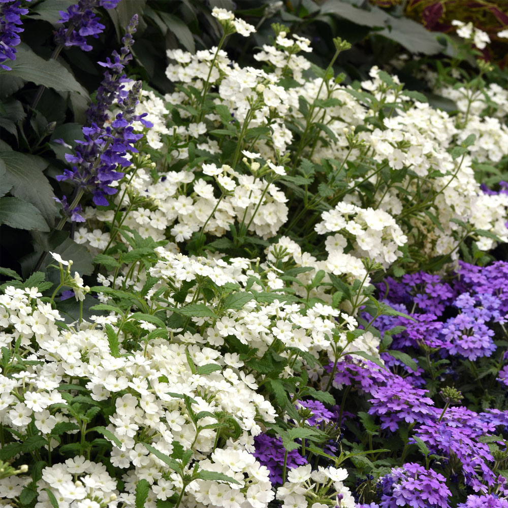 Verbena - EnduraScape White - Sugar Creek Gardens