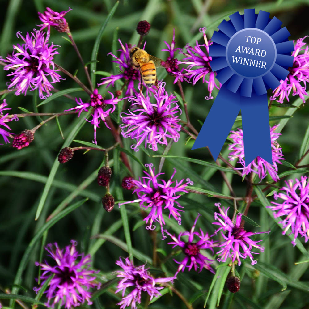 Vernonia - Summer's Swan Song Ironweed - Sugar Creek Gardens