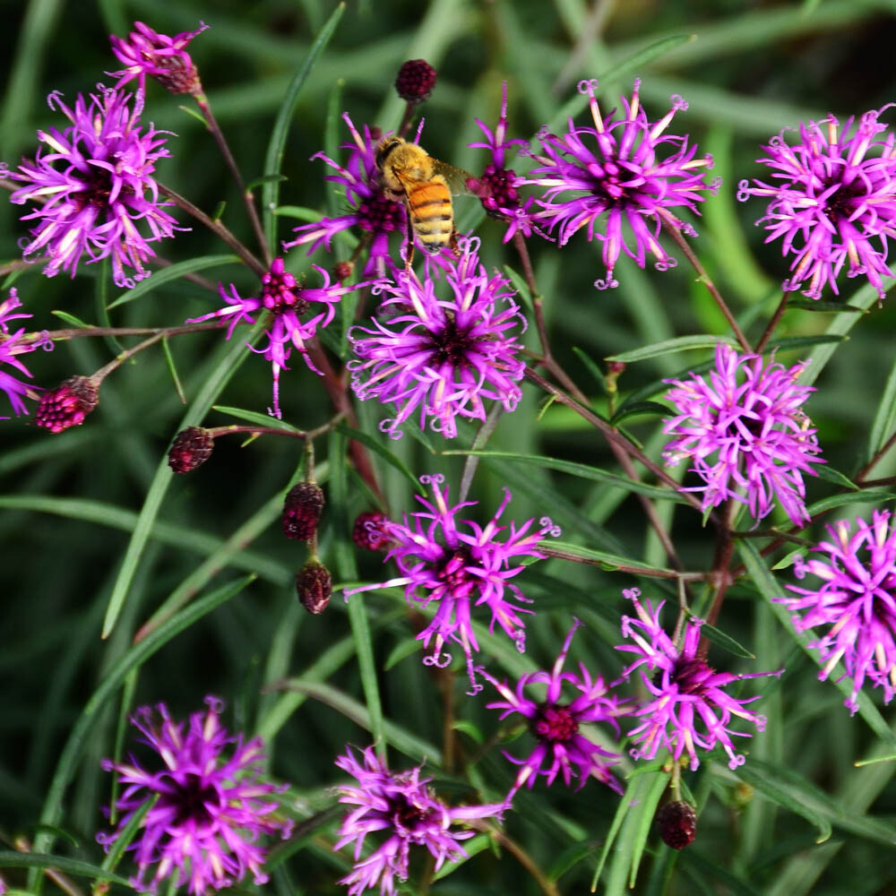 Vernonia - Summer's Swan Song Ironweed - Sugar Creek Gardens Sugar