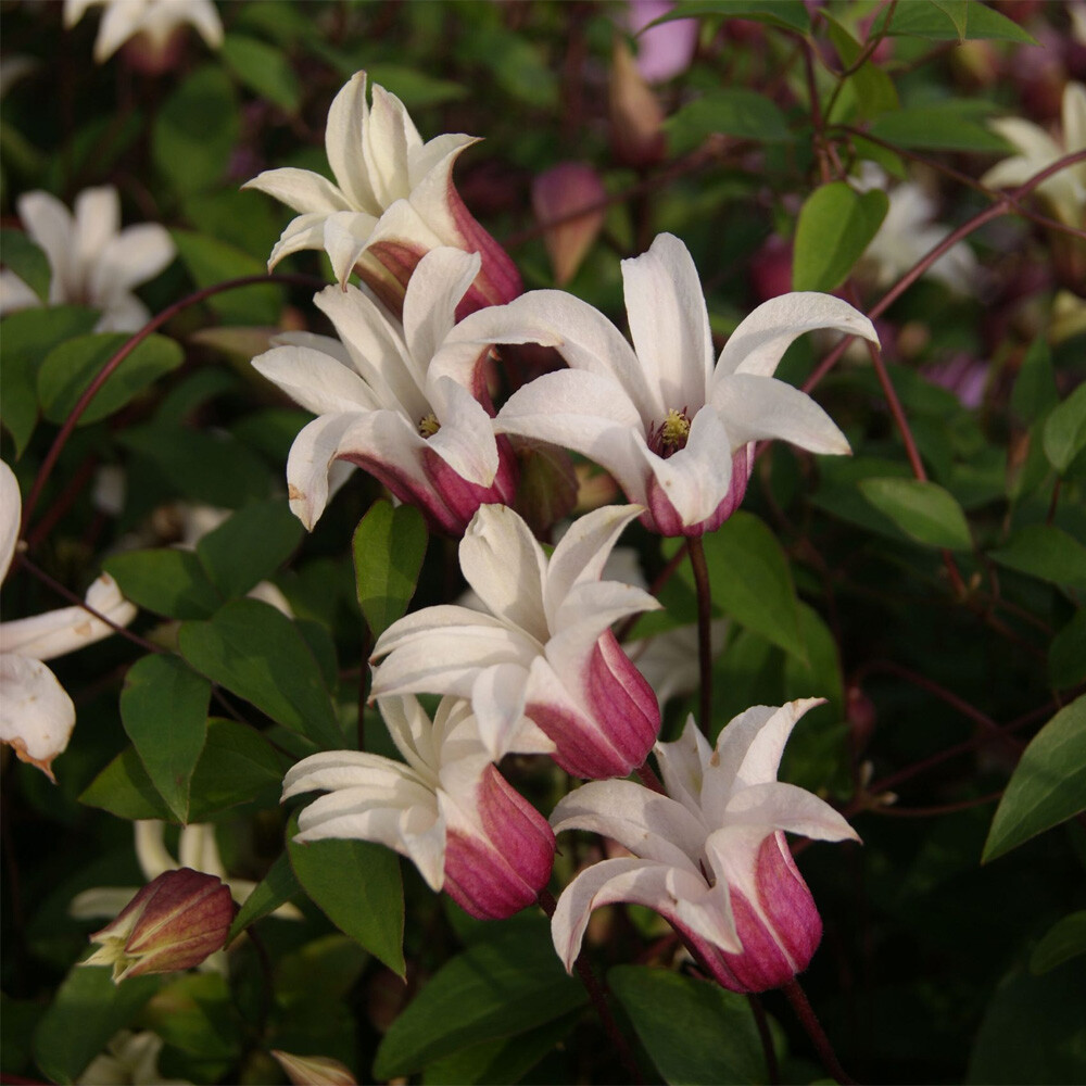 Clematis Princess Kate - Sugar Creek Gardens Sugar Creek Gardens