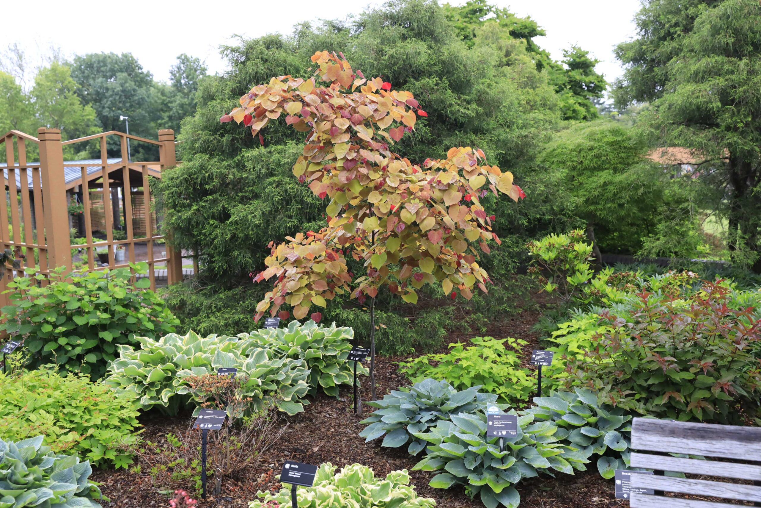 Sugar Creek Gardens | Plant Nursery for Missouri & IllinoisGarden