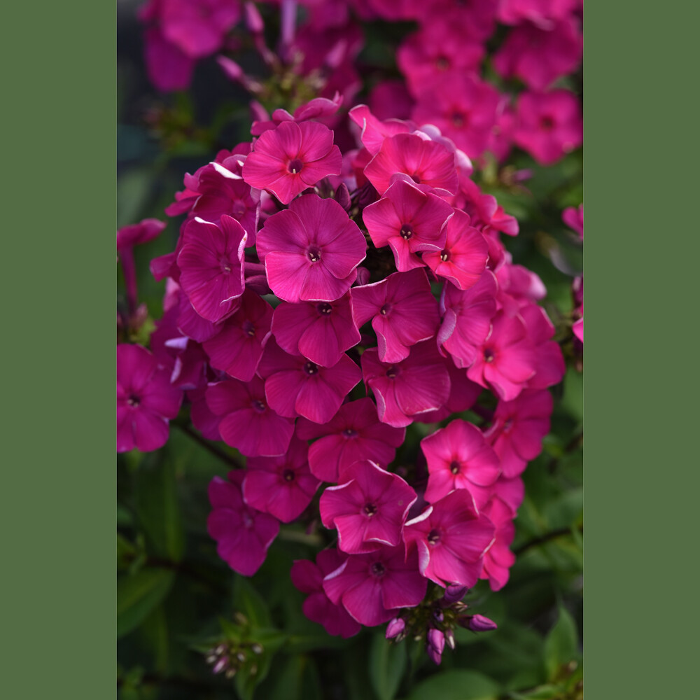 Phlox paniculata - Super Ka-Pow Fuchsia Tall Garden Phlox - Sugar