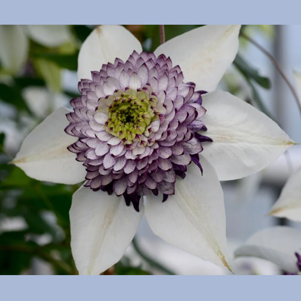 Clematis Viennetta - Sugar Creek Gardens