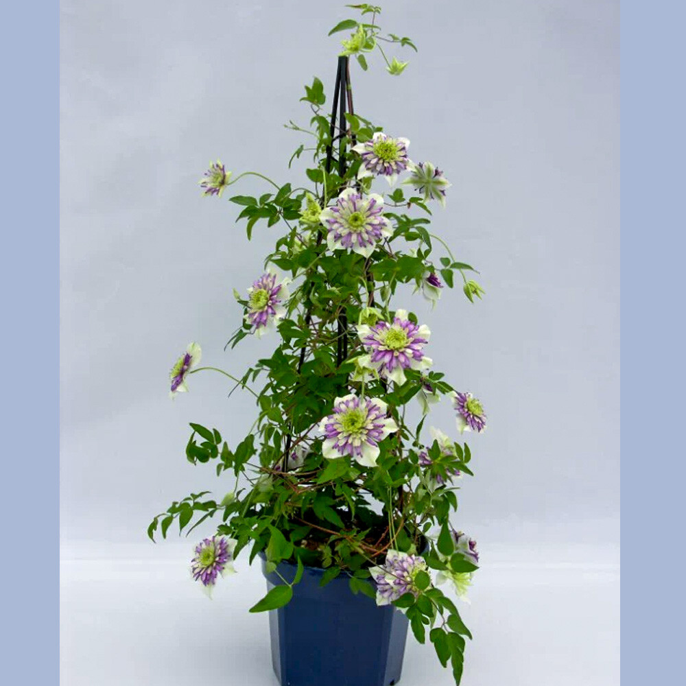 Clematis for Shade - Sugar Creek Gardens