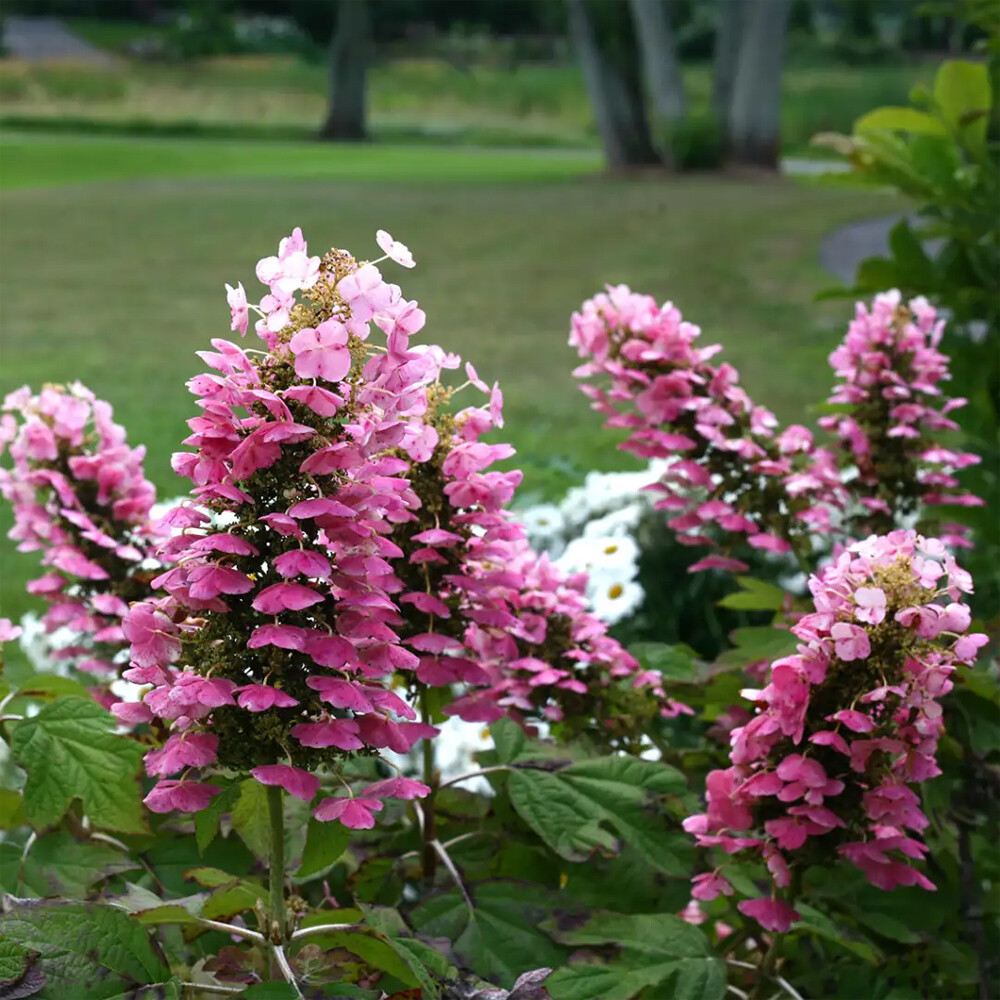 Hydrangea - Gatsby Pink Oakleaf Hydrangea - Sugar Creek Gardens