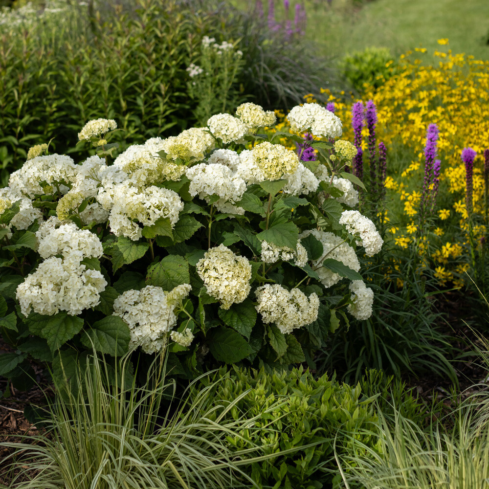 Sugar Creek Gardens Sugar Creek Gardens | Plant Nursery for