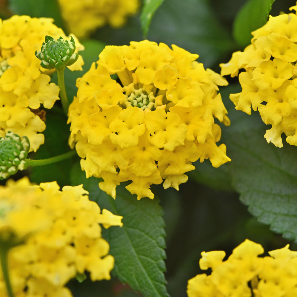Lantana - Shamrock Yellow - Sugar Creek Gardens Sugar Creek